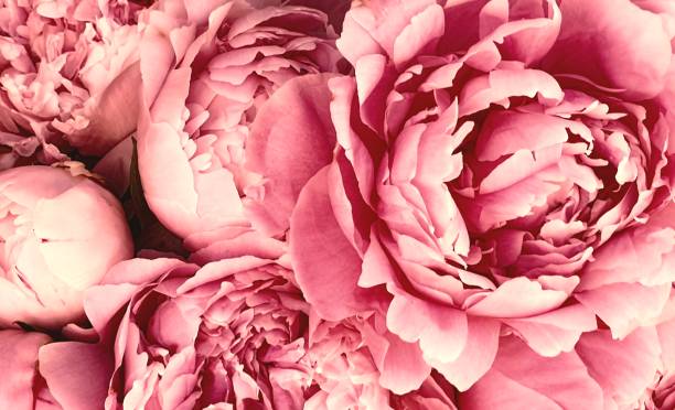 Pink peony petals blossom flowers