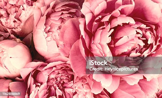 istock Pink peony petals blossom flowers 1162818869