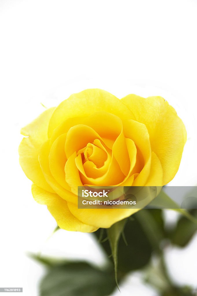Gelbe Rose - Lizenzfrei Blume Stock-Foto