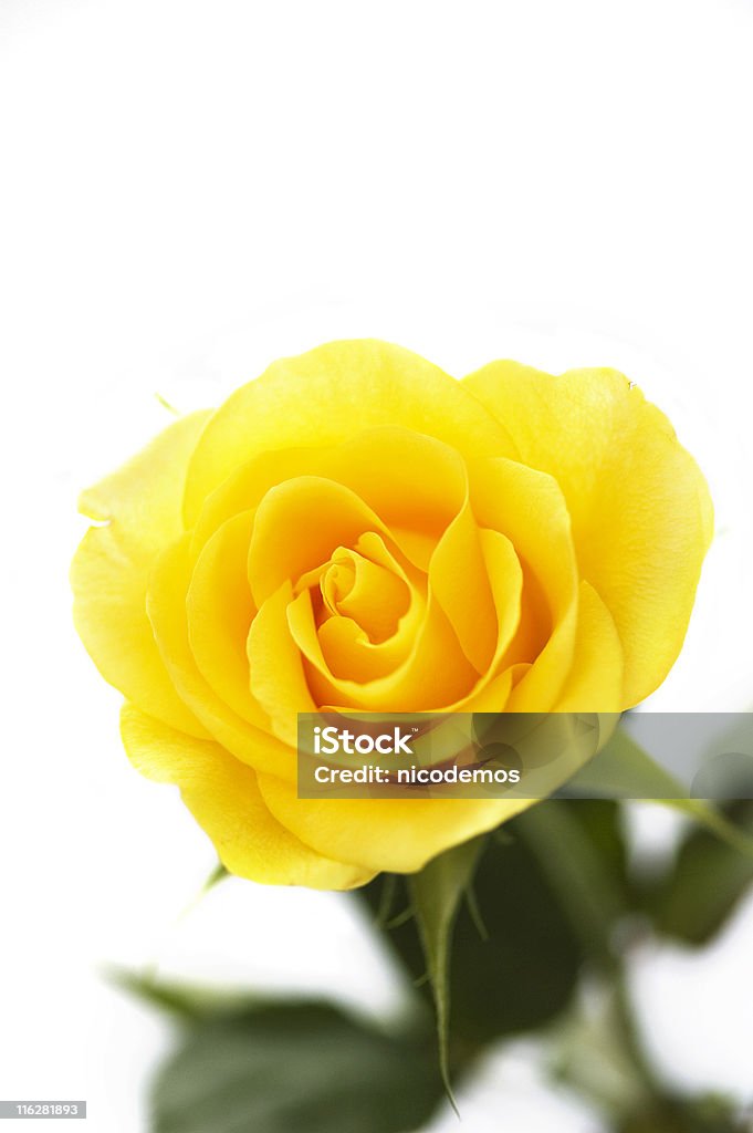 Rosa amarela - Royalty-free Amarelo Foto de stock