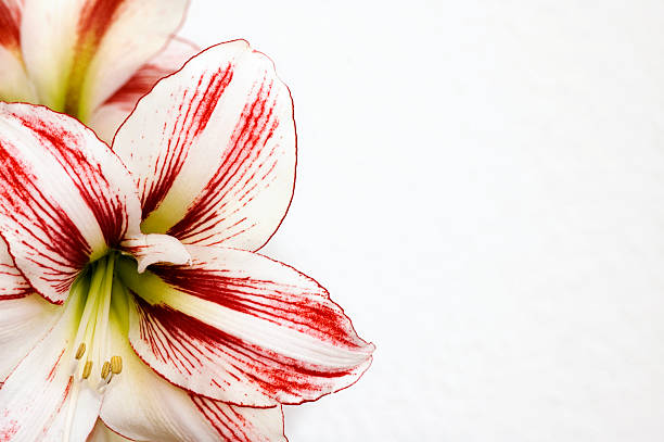 Amaryllis - foto stock