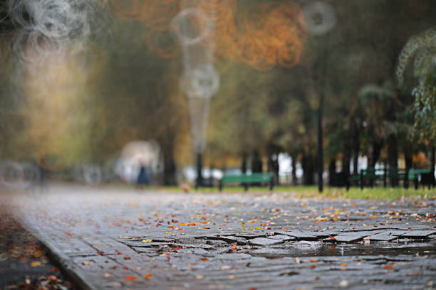 Autumn backgroun rain in the park during the day
