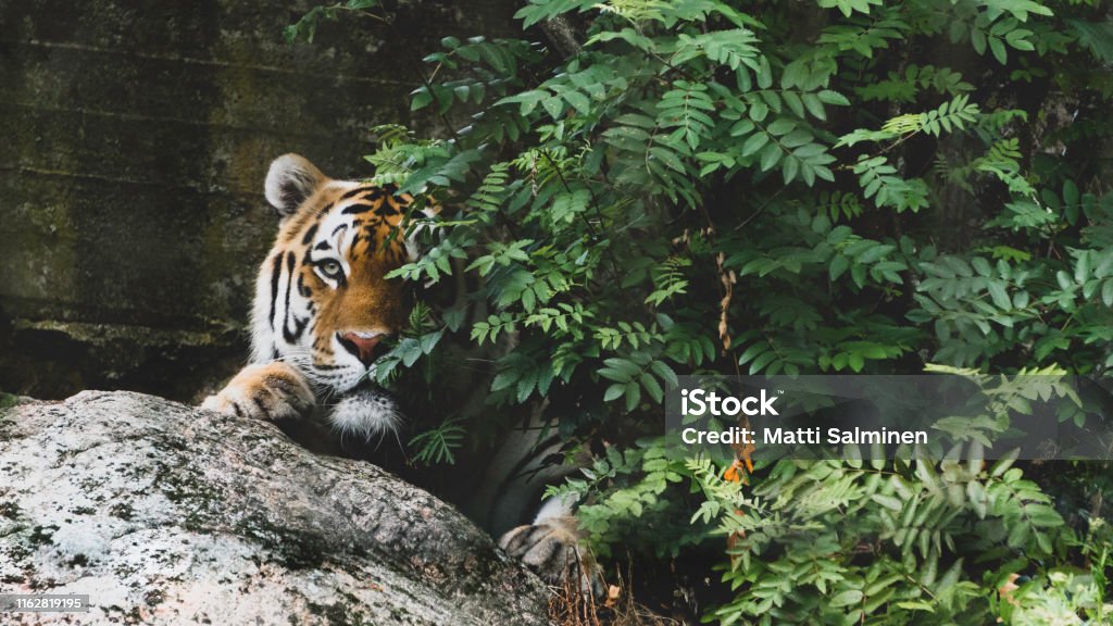 Amurian Tiger in the Korkeasaari Zoo, Helsinki Finland. Animal Stock Photo