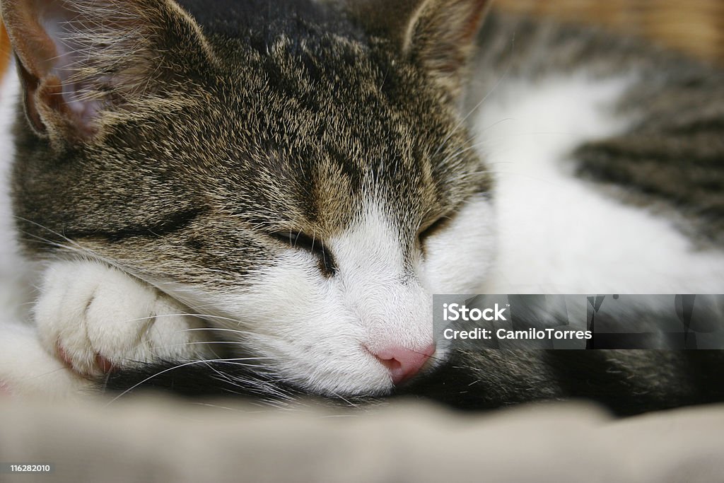 Śpi Kot - Zbiór zdjęć royalty-free (Część ciała zwierzęcia)