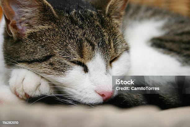 Śpi Kot - zdjęcia stockowe i więcej obrazów Część ciała zwierzęcia - Część ciała zwierzęcia, Drzemać, Fajny