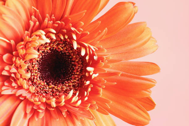 istock Abstract macro of a coral colored Gerbera Daisy 1162820567