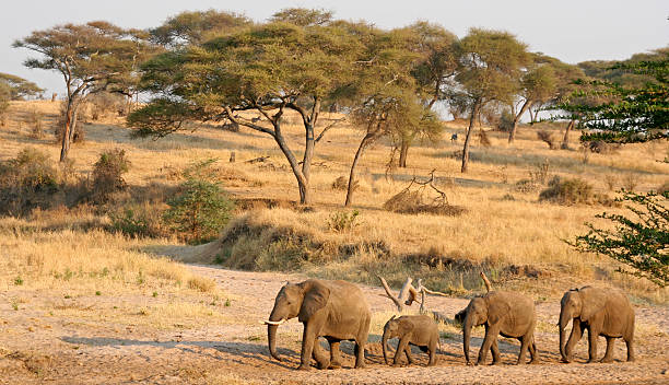 istock Elephants in Tanzania 116282063