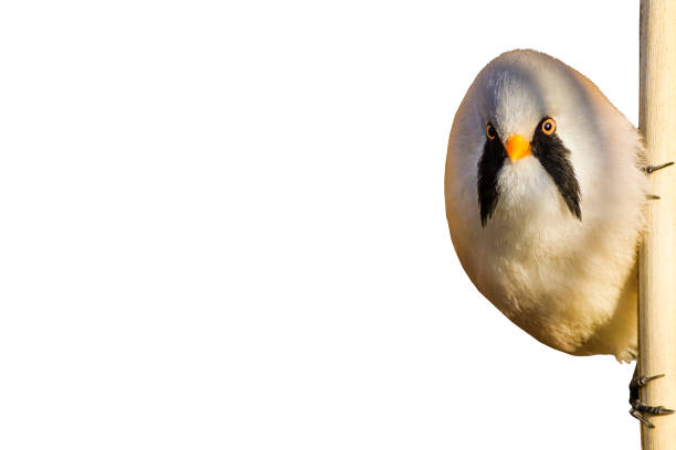 Cute little bird. Isolated bird. White background. Bird: Bearded Reedling. Panurus biarmicus