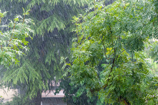 istock Rain in summer with plant 1162823641