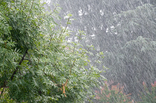 Rain in summer with plant