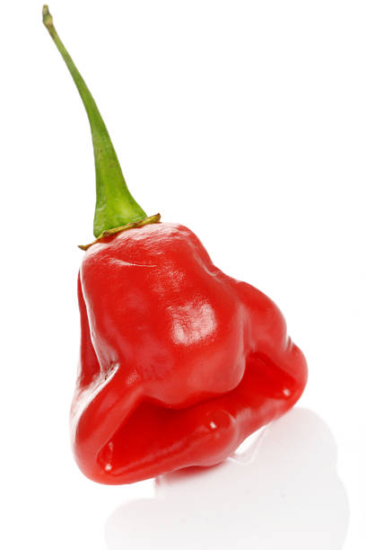 scotch bonnet pepper stock photo