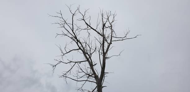 el árbol muerto la muerte de la naturaleza. un árbol seco sin vida. - tree branch burnt silhouette fotografías e imágenes de stock