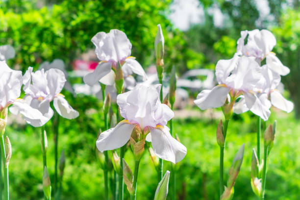 istock white flowers irises on a natural background 1162824569