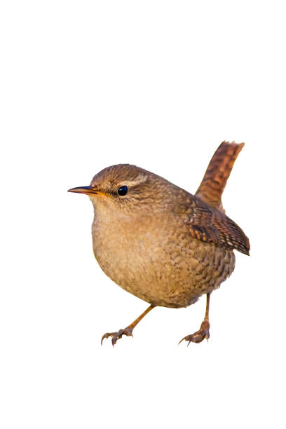 istock Isolated cute little bird. 1162824572