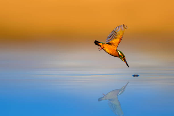 incroyable oiseau kingfisher. - martin pêcheur photos et images de collection