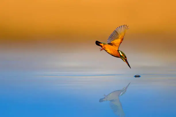 Amazing bird Kingfisher. Diving bird. Colorful nature background. Bird: Common Kingfisher. Alcedo atthis.