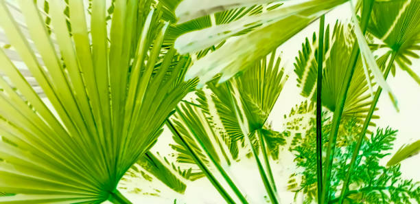 istock Colorful luminous neon palm leaves background 1162825034