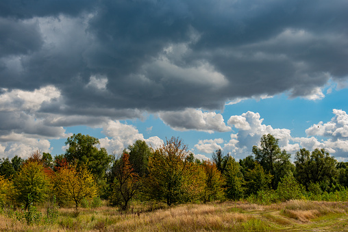 Autumn October Deciduous Forest on Blue Sky Background and White Clouds. Ukraine. Europe.
