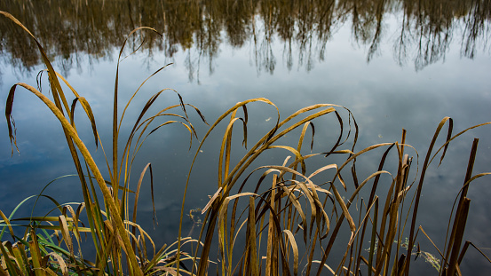Stems of Dry Reed on the Background of Water in the River. Autumn landscape.