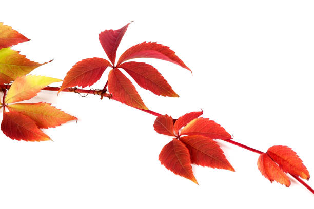 istock Red autumn branch of grapes leaves 1162825328