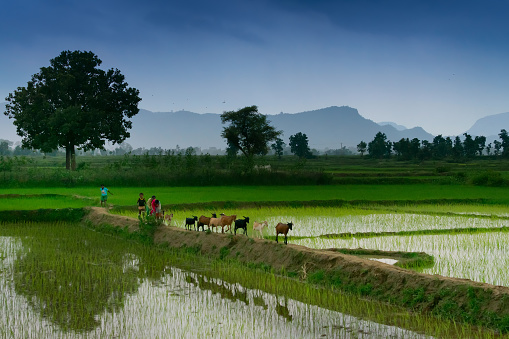 Purulia, West Bengal, Indian - August 13th 2017 : Rural children returning home with their goats after feeding them in the field, monsoon sky in the background. India's monsoon image.