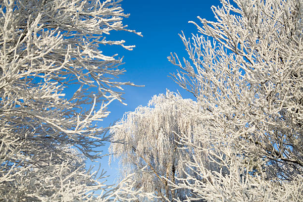 istock fresh fallen snow on the branches of a tree 116282573