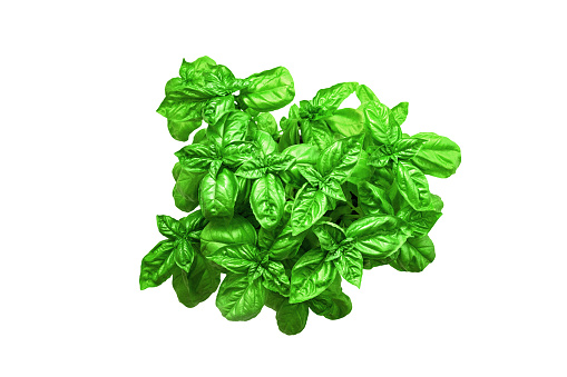 Basil isolated on white background. Top view