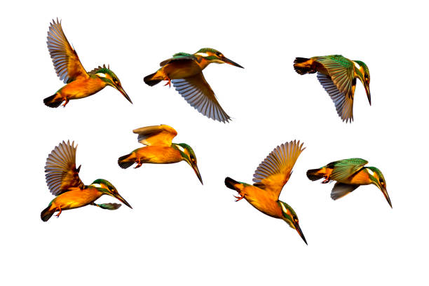 istock Colorful bird kingfisher. 1162826173