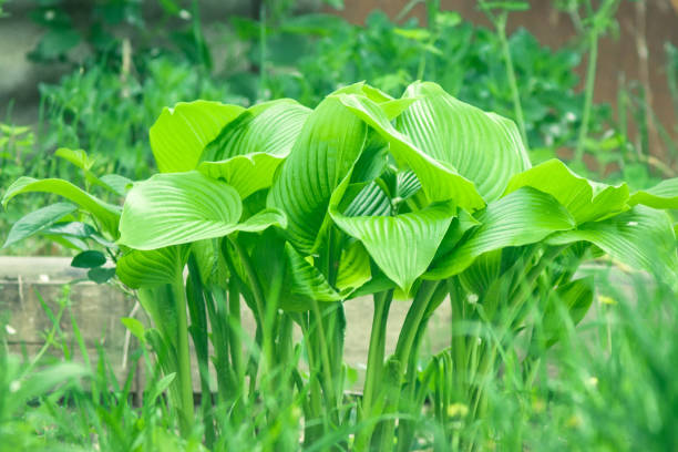 istock host plant leaves in the garden 1162826305