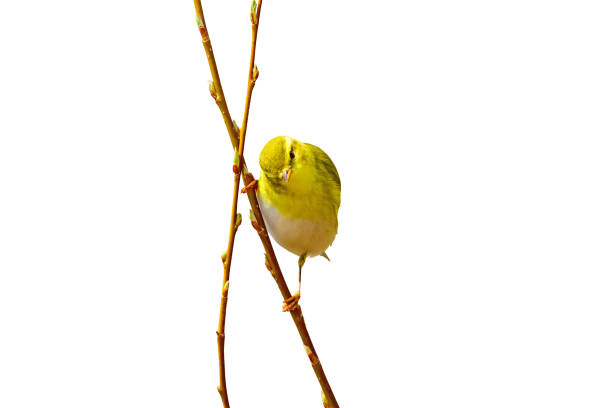 istock Cute little yellow bird 1162826728