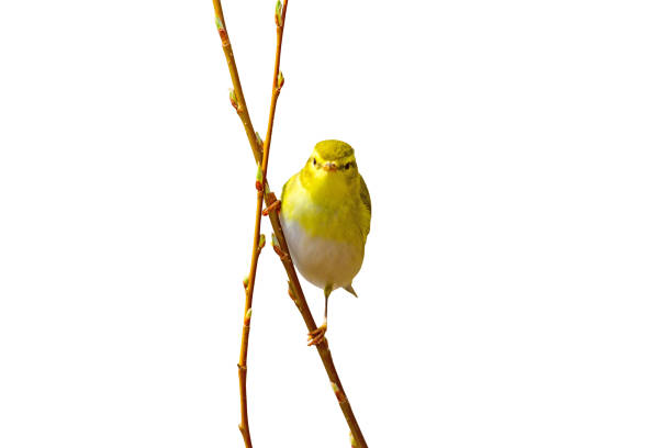 istock Cute little yellow bird 1162826776