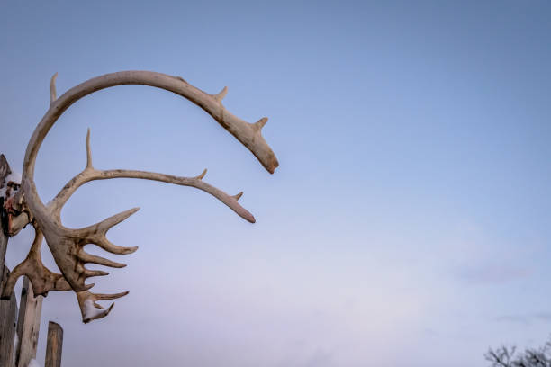 The reindeers on Disko Island in a popular hunting object and the heads and antlers are often put outside for drying, his photograph is from Qeqertarsuaq also known as Godhavn in Greenland
