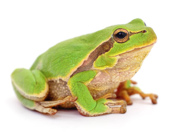 Small tree frog. stock photo