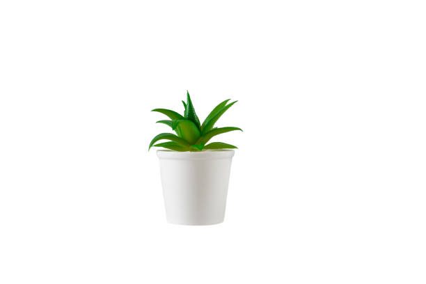 Decorative green flower in white vase. Isolated on white background.