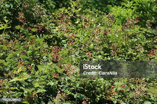 istock Ripe Rubus sectio rubus in summer 1162828945