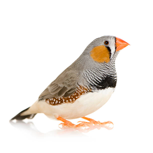 istock A beautiful zebra finch taeniopygia guttata 116282929