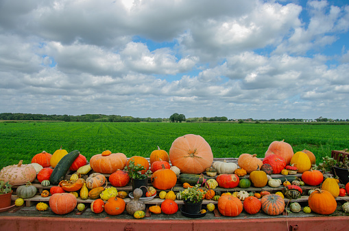 Harvest festival with autumn pumpkins and vegetables. Sale of agricultural crops on the outdoor market after the holiday, copy space