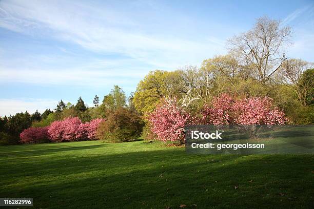 春の朝 - ニュージャージー州のストックフォトや画像を多数ご用意 - ニュージャージー州, 桜の花, からっぽ