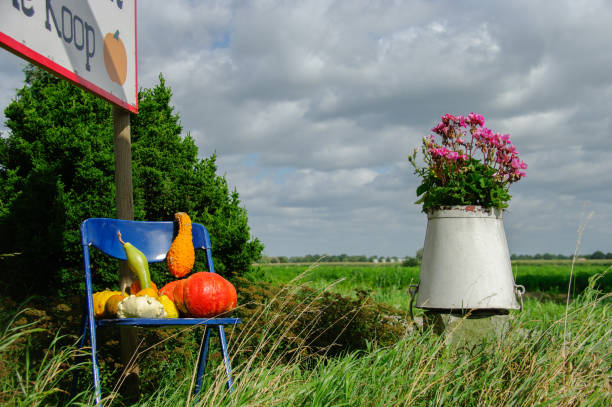 Fresh Pumpkins for sale in the country