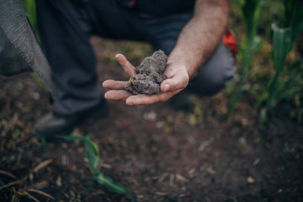 istock Farmer examining soil at field 1162830313
