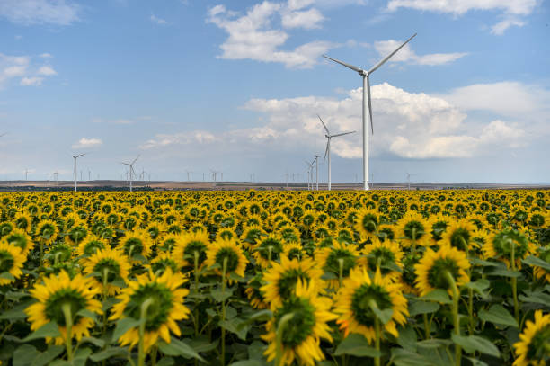 istock Wind turbines in a wind farm with a dramatic stormy sky in the background 1162830316