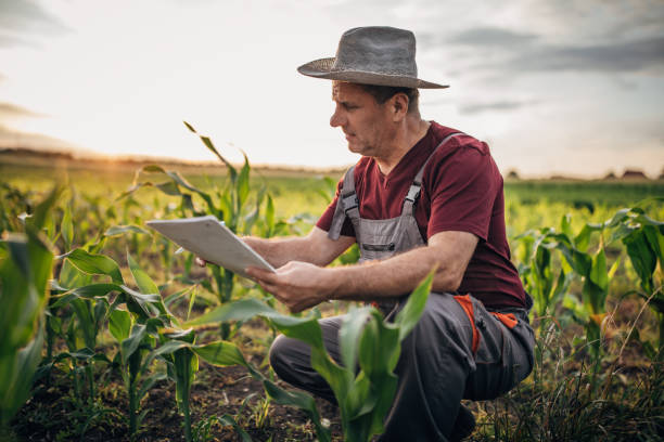 istock Senior farmer examining quality of corn 1162830703