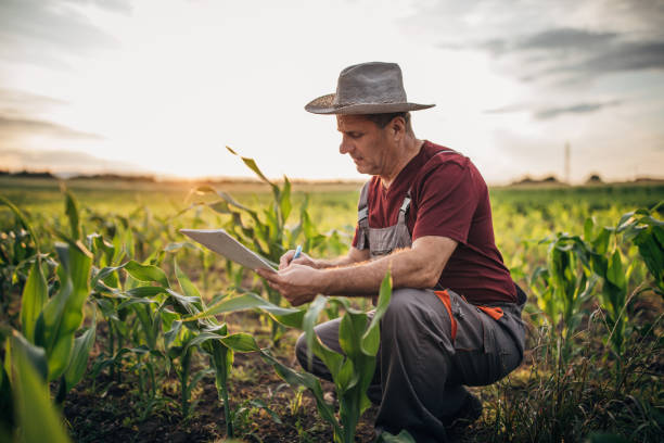 istock Senior farmer examining quality of crops at corn field 1162830734