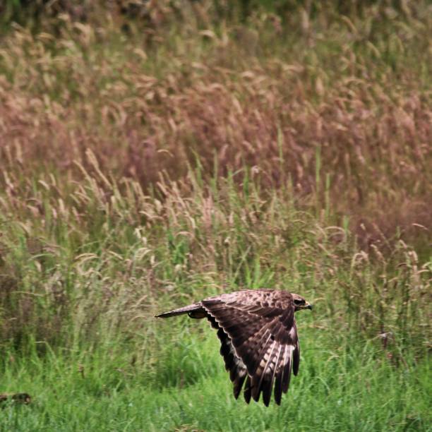 istock A picture of a Red Kite in flight 1162831426