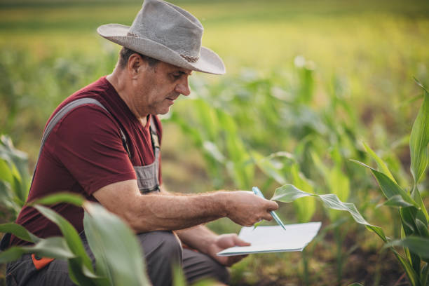 istock Senior farmer working in corn field 1162831488