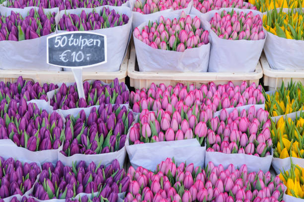 Tulips on sale at the Bloemenmakrt Flower Market in Amsterdam Tulips on sale at the Bloemenmakrt Flower Market in Amsterdam flower market stock pictures, royalty-free photos & images