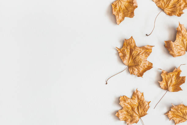 istock Autumn composition. Golden maple leaves on gray background. Autumn, fall concept. Flat lay, top view, copy space 1162833474