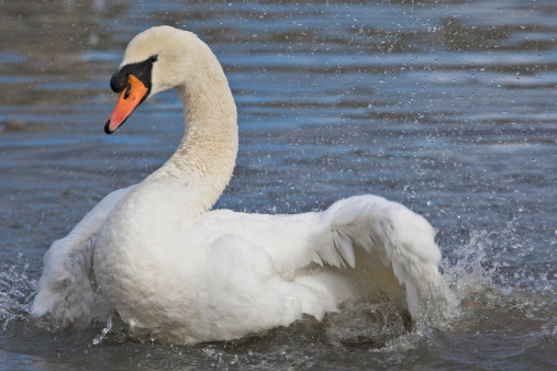 Mute swan getting angry.