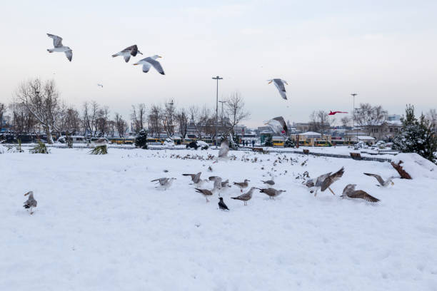 Seagulls on the snow. January 10, 2017 Istanbul Turkey