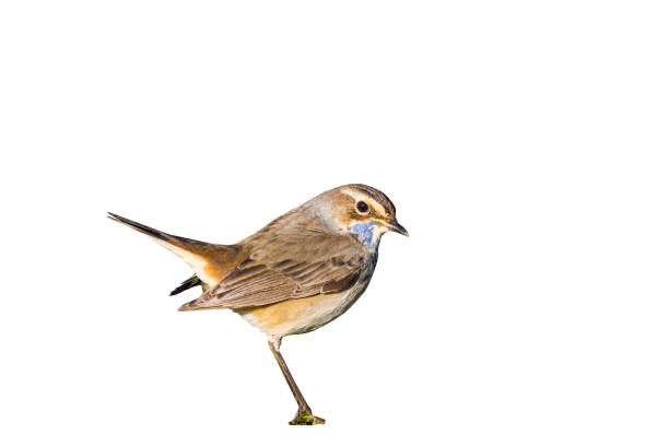 istock Cute little bird. White background. Isolated bird Bluethroat. 1162834423